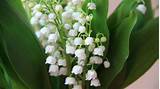 Lily of the valley, white little flowers, spring wallpaper | other ...
