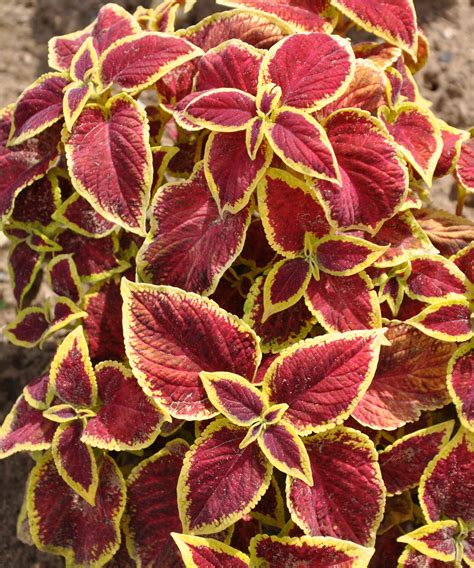 Don't Lose Fantastic Foliage Plants to Frost – Here…