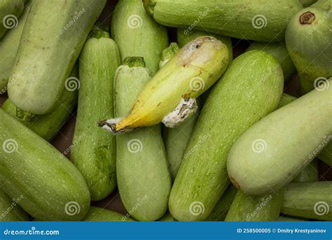 Zucchini podrido imagen de archivo. Imagen de marco - 258500005