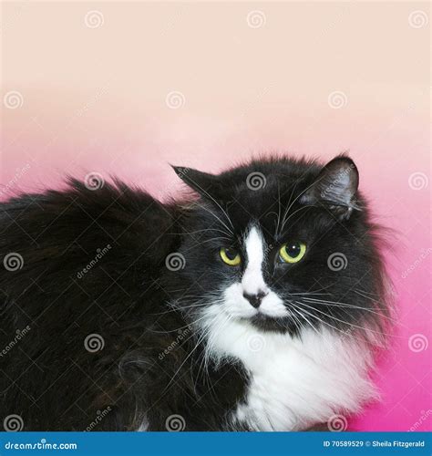 Are Long Haired Tuxedo Cats Rare at Johnathan Olivar blog