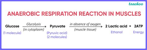Anaerobic Respiration In Muscles