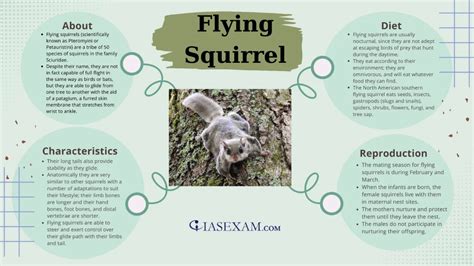 Flying Squirrel - IAS EXAM