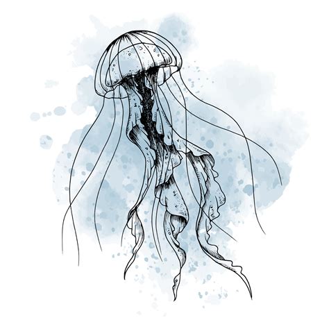 Drawing of Jellyfish with watercolor blue spot. graphic illustration of jelly fish painted by ...