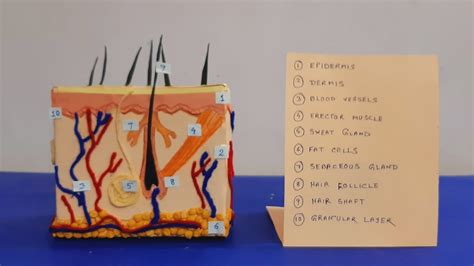 Skin Model 8th Class Science Project 的图像结果