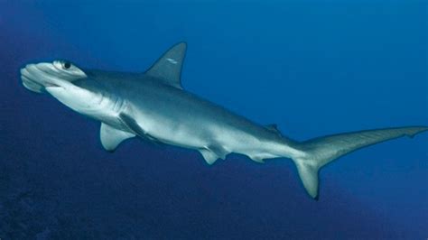Hammerhead shark twin means species is rarer than formerly thought | Fox News