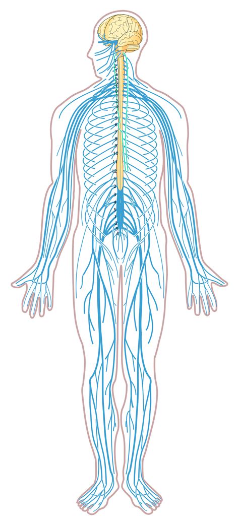 File:Nervous system diagram unlabeled.svg - Wikimedia Commons