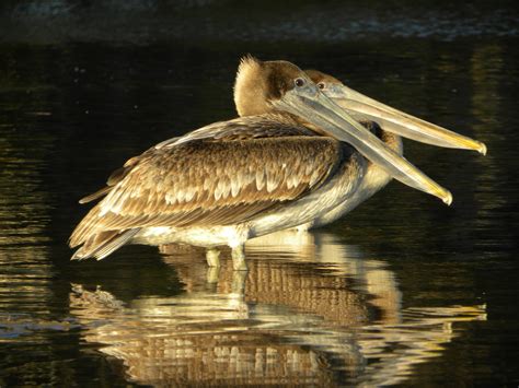 Pelicans on the Bayou on Behance