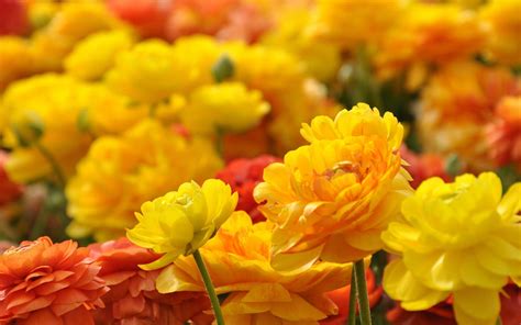 Floral Ultra HD Wallpapers - Top Free Floral Ultra HD Backgrounds - WallpaperAccess