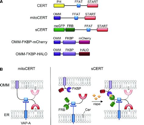 Image result for SCERT Stand For