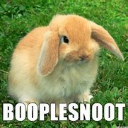 Image result for Buckle Bunny Meme