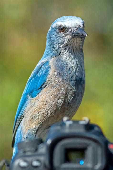 Is the Florida Scrub-Jay Endangered? - Birds and Blooms