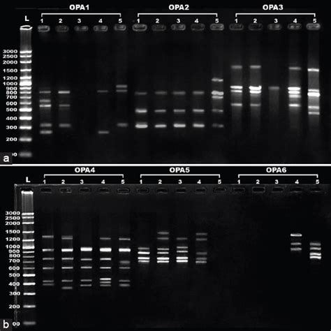 Comparative morphological, histological, and RAPD analysis of Columba ...