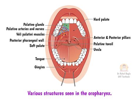 Anatomy and Physiology of Pharynx - Divisions of Pharynx