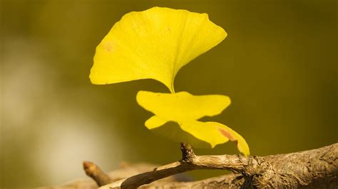 黄色树叶摄影图高清摄影大图-千库网