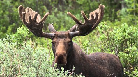How a moose tax can help B.C. wildlife conservation | The Working Forest