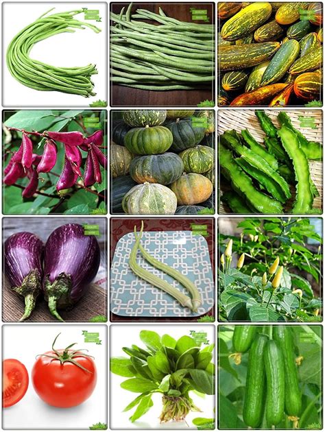 Creative Farmer Seeds India Combo Vegetable Seeds : Cowpea (Vj ...