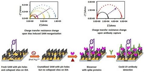 Faradaic Impedimetric Immunosensor for Label-Free Point-of-Care ...