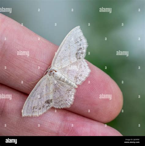 Close-up of a tiny white moth resting on a human hand with a blurred ...