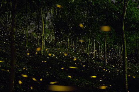 西双版纳热带植物园什么时候有萤火虫 萤火虫观赏周期_旅泊网