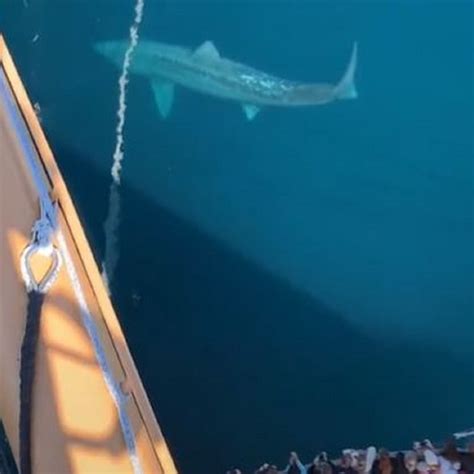 Megalodon Sightings 2022 Real