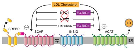 IJMS | Special Issue : Adenovirus: Enduring Toolbox for Basic and ...