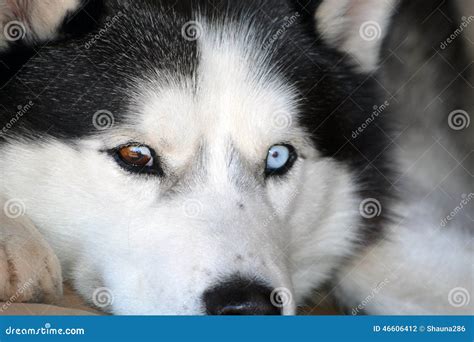 Blue & Brown Eyed Siberian Husky Stock Photo - Image of husky, eyes ...