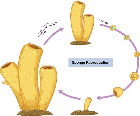 Sexual Reproduction of Sponges Diagram 2156379 Vector Art at Vecteezy
