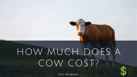How much does a cow cost? - How much does cost?