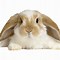 Image result for Black and White Fluffy Holland Lop Bunnies