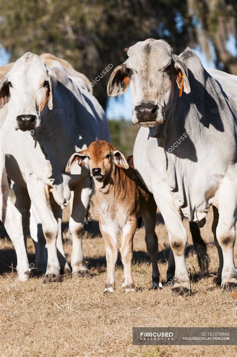 Brahman cows with calf — daylight, life - Stock Photo | #167578946