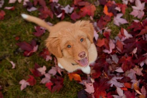 Image result for Dog Using Computer Meme