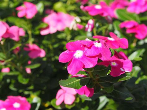 Resistant Deer Sun Annualsfull