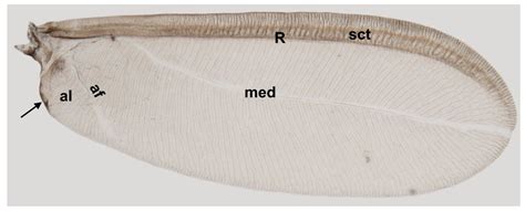 Is Every Vein a Real Vein? Cross-Section of the Wing of Matsucoccus ...