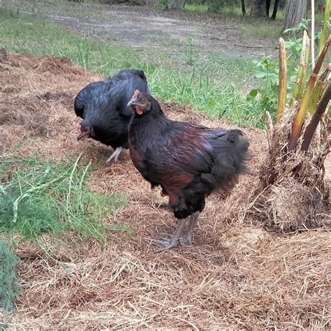 Rhode Island Red Chickens Rhode Island Red Non Industrial Chicken