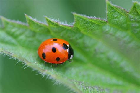 What You Need To Know If You're Finding Ladybugs In Your House