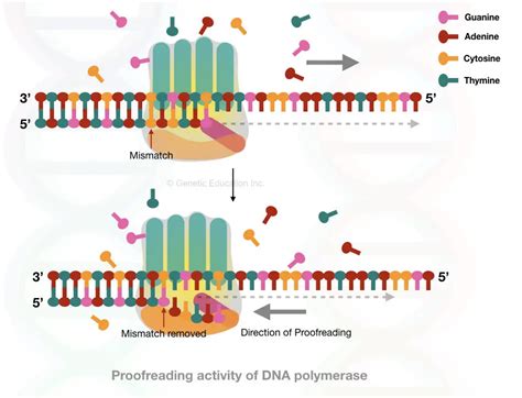 Image result for DNA Polymerase Function