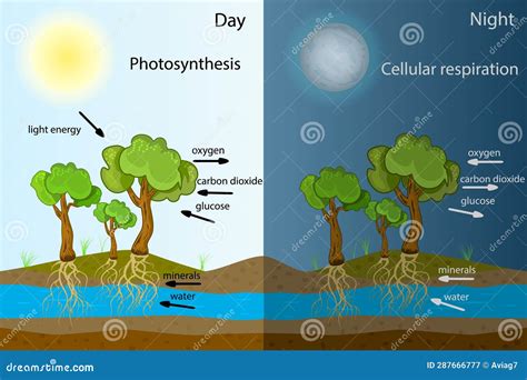 Photosynthesis Diagram. Process Of Plant Produce Oxygen. Photosynthesis Process Labelled ...