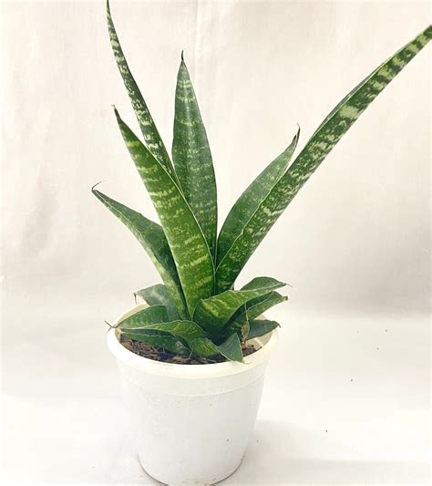 sanseveria-snake-plant-green – Dream Green