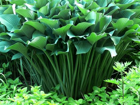 Hosta Krossa Regal $24 - Vermont Flower Farm