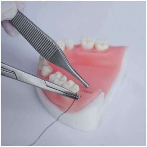 Buy ZYYH Periodontal Suture Practice Model - Oral Suture Simulatior ...