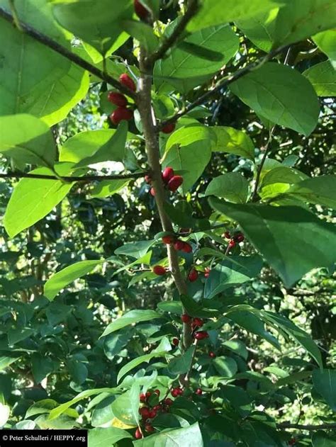 Indigenous Food Medicine Plant Prep