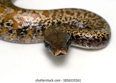 Python Brongersmai Care 的图像结果