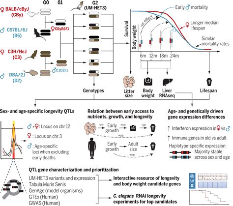 遺伝子、性、成長、年齢が寿命に与える影響(How genes, sex, growth and age impact lifespan) | テック・アイ生命科学 - lifespan of x chromosome in uterus