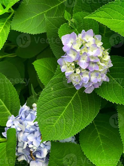 Closeup of Hydrangea macrophylla, big leaf hydrangea 49081816 Stock ...