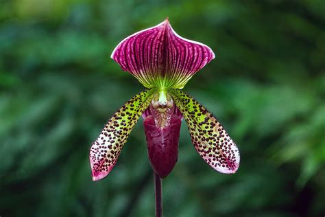 Rare Orchids 10 Rarest Orchids In The World Rarest.org