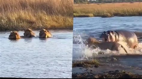 Viral Video: Hippo Attacks Male Lion Trio in Water Stream, Terrified ...