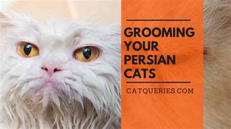 Persian Cat Grooming Comb at Madison Calder blog