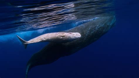 Bing Whale Wallpaper 的图像结果