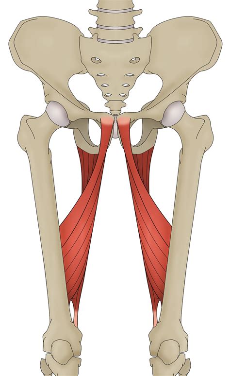 Adductor Magnus Muscle Adductor Magnus Muscle, Computer Illustration