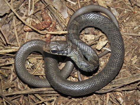 About Northern Black Racer - Maryland Biodiversity Project